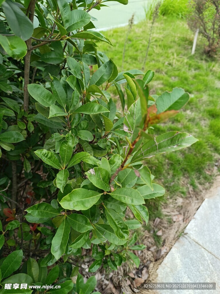 路边翠绿繁茂的植物景观