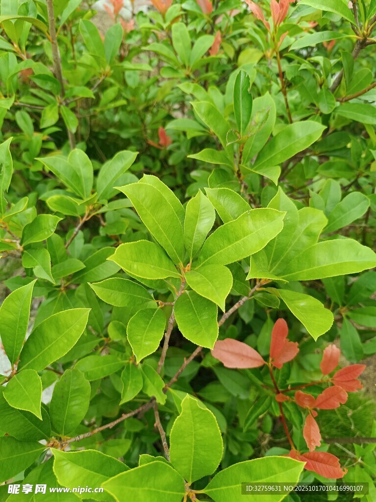 绿叶间的红色小花