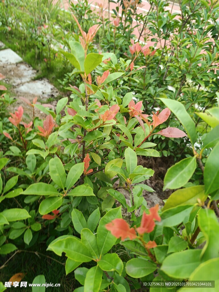 绿叶红花的自然景致