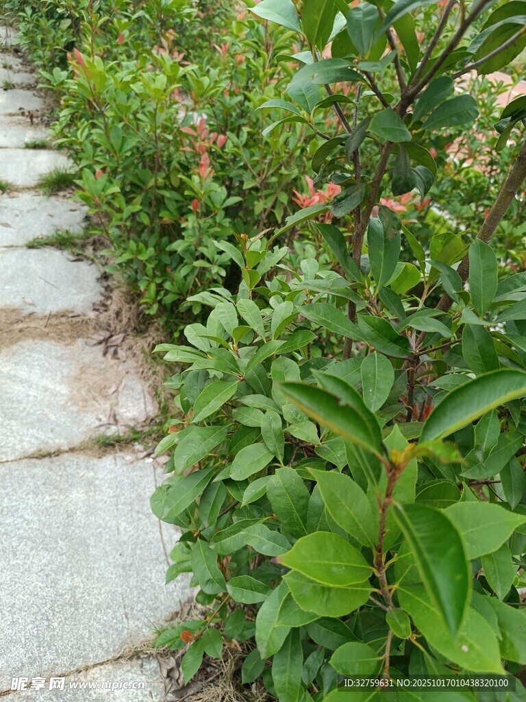 石板小径旁的翠绿植物