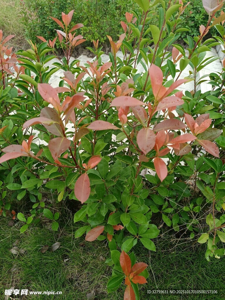 红叶绿植景观