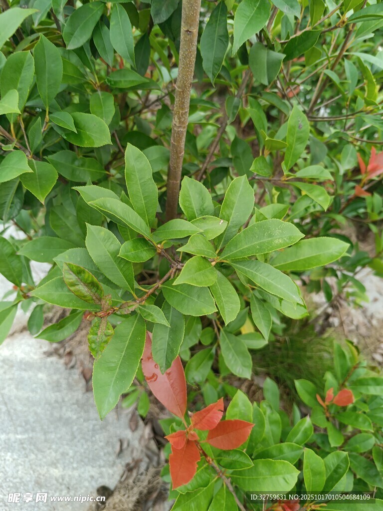 绿叶间的娇艳红色花朵
