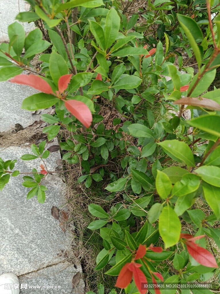 绿叶间的红嫩新叶