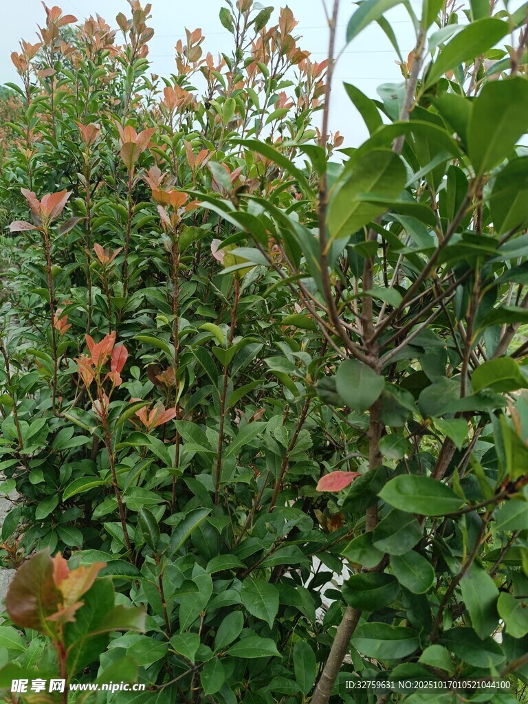 绿叶间的橙红花卉