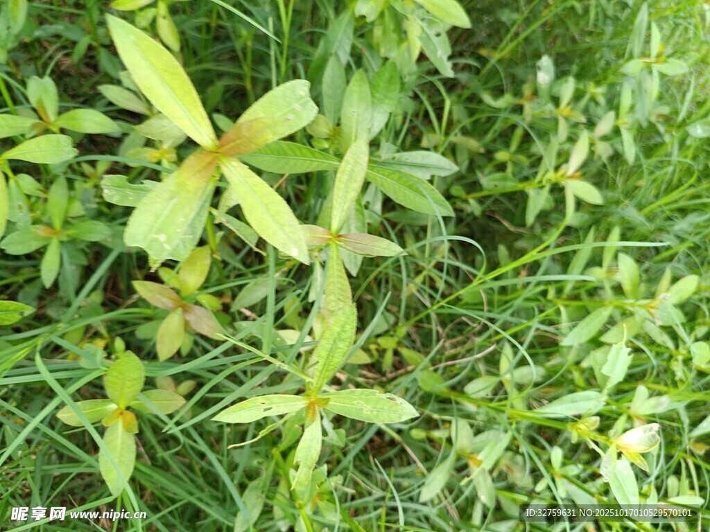 草丛中的嫩绿小花