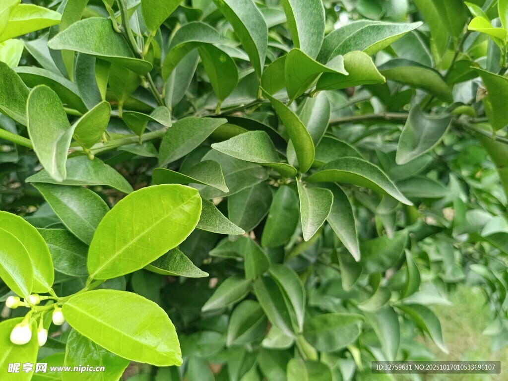 翠绿柑橘叶