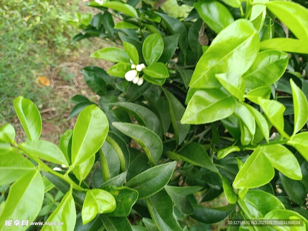 绿叶丛中的白色小花
