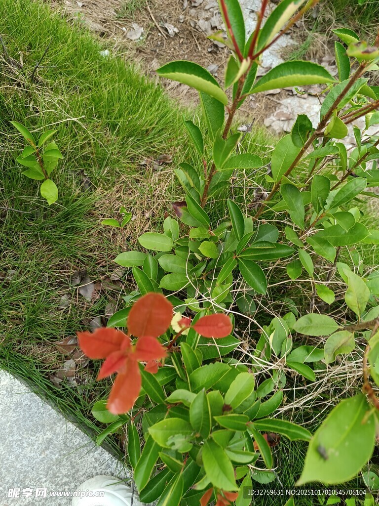路边绽放的鲜艳红色小花