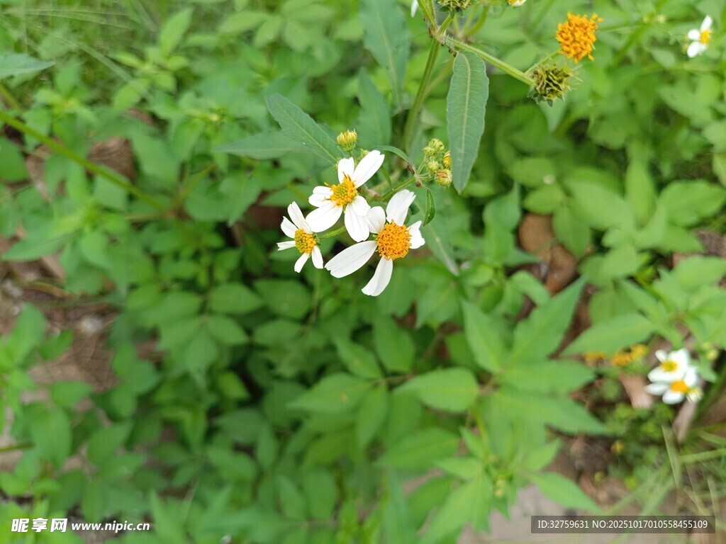 绿叶丛中的白色小花