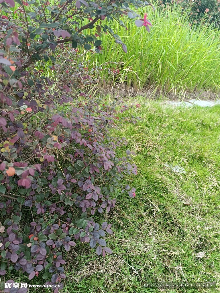 花园中的绿植与灌木