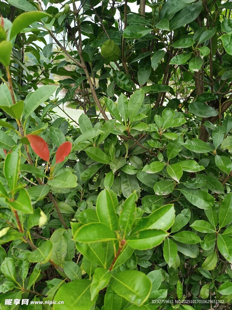 绿叶丛中一抹红