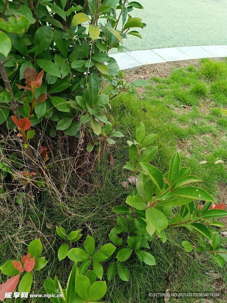 绿植丛中的自然景致