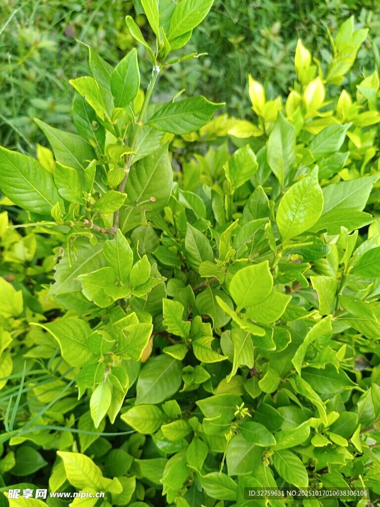翠绿繁茂的绿叶植物