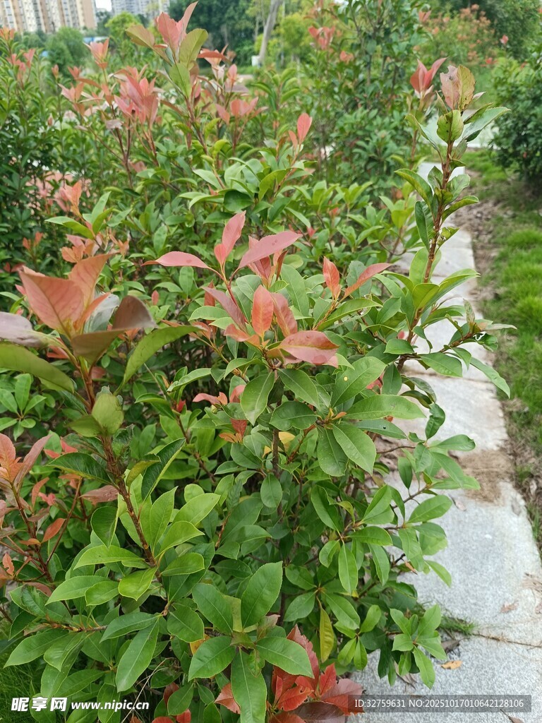 红叶石楠绿植景观