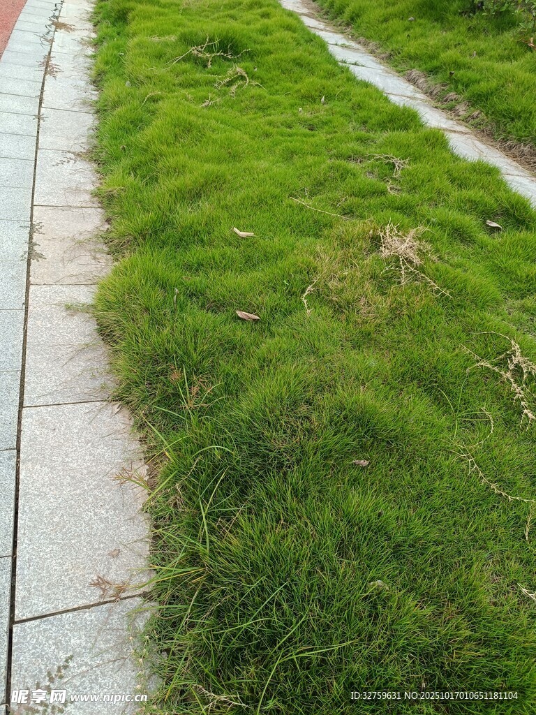 路边翠绿茂盛的青草
