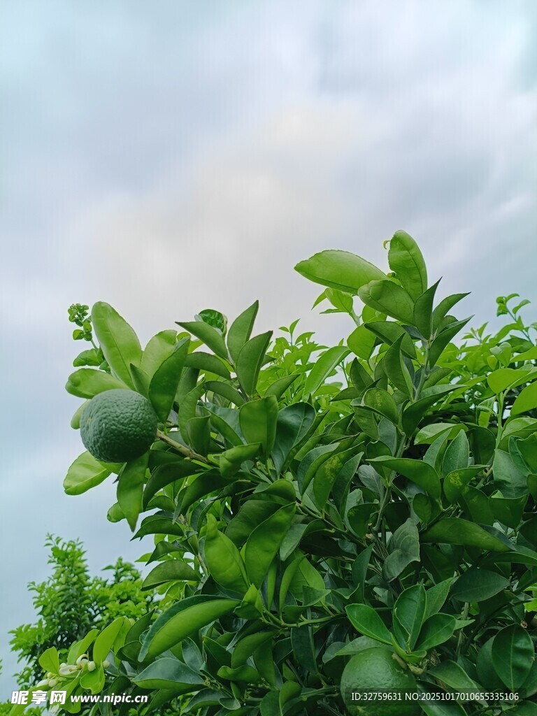 枝头青果 