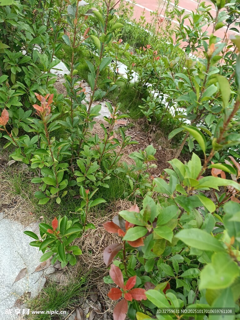 庭院中的多彩绿植
