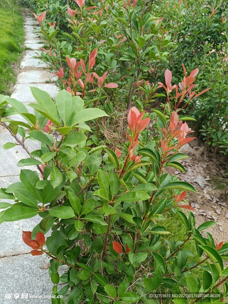 绿叶间的艳红花卉