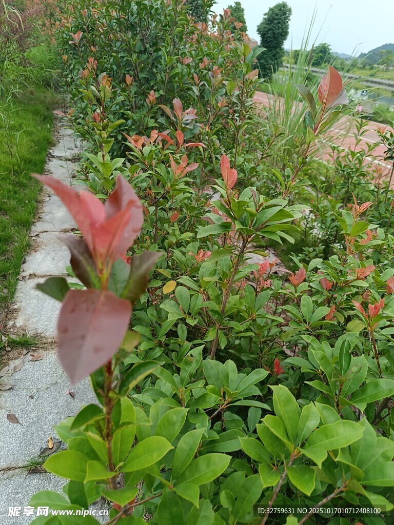 路边绽放的多彩花卉