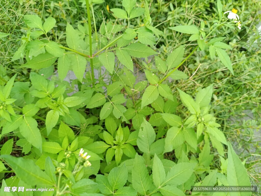 茂盛的绿色植物景观