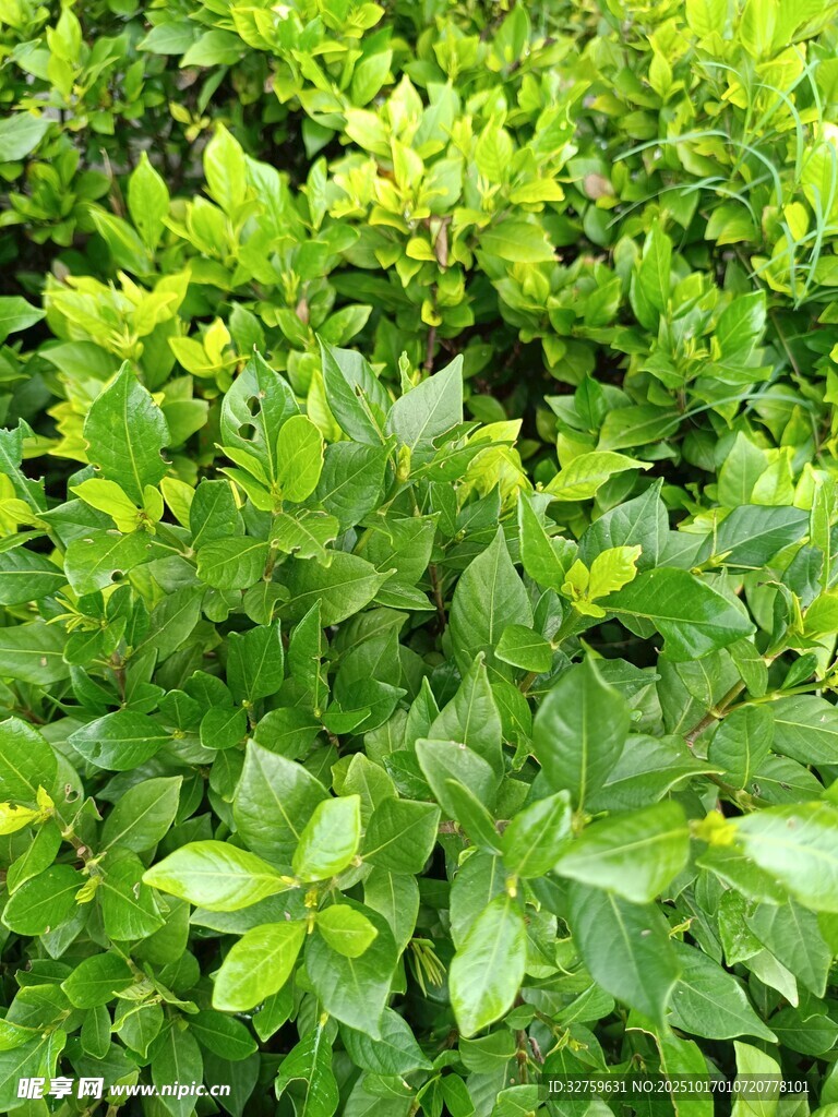 翠绿繁茂的绿植叶片