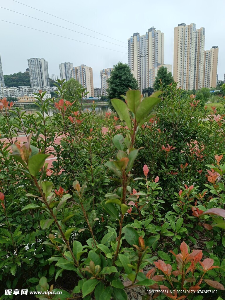 城市边的绿植花卉景观