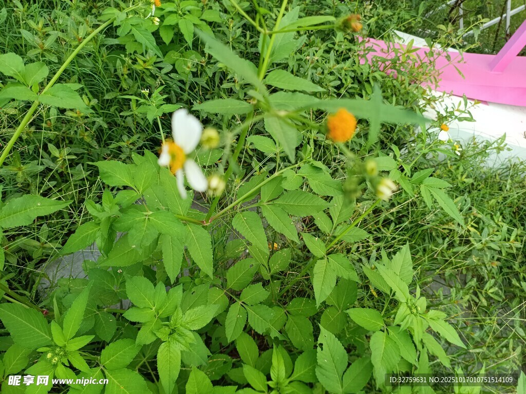 绿叶丛中的多彩花卉