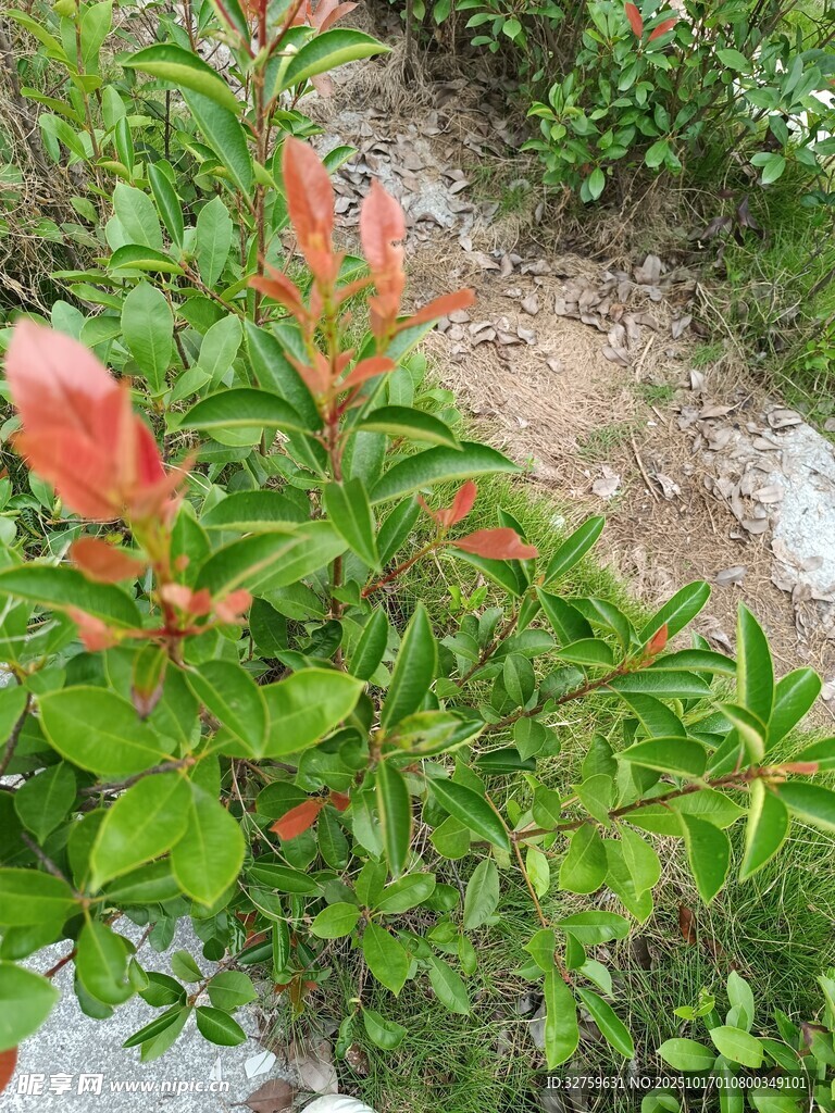 绿叶间的红色艳丽植物