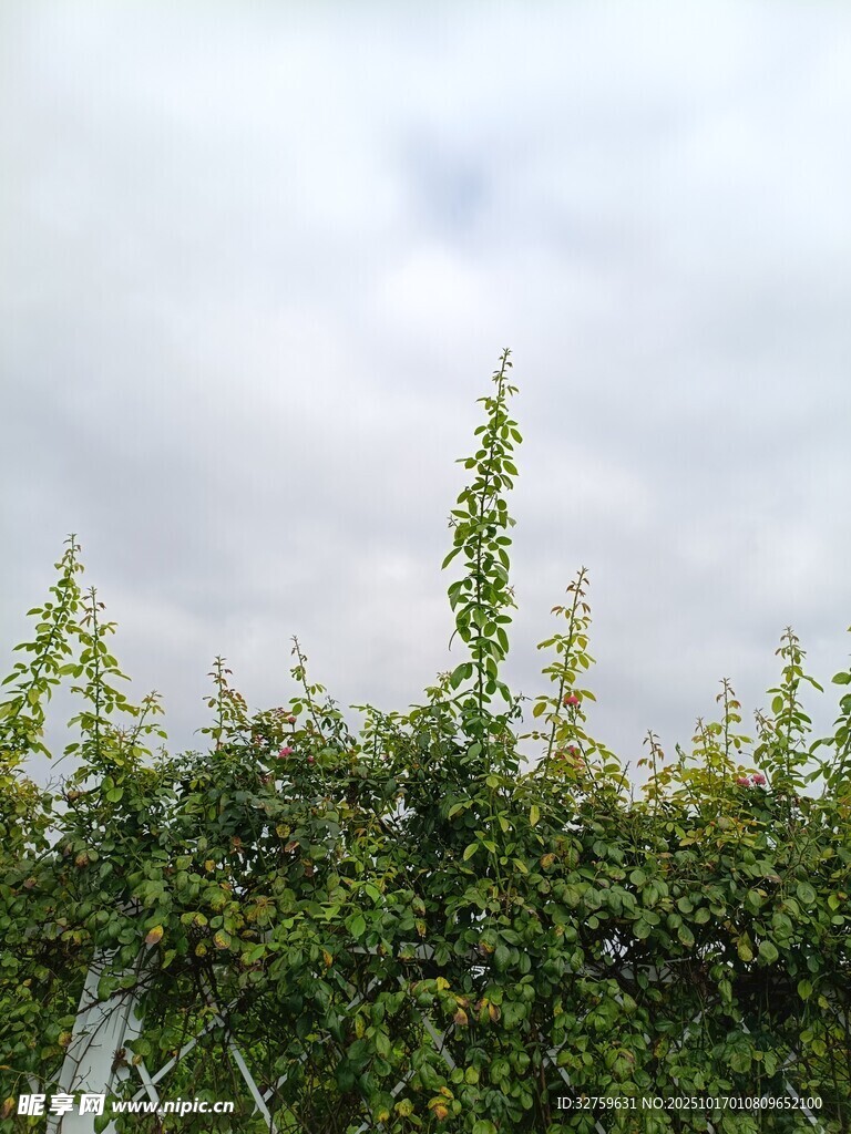 天空下的蓬勃绿植