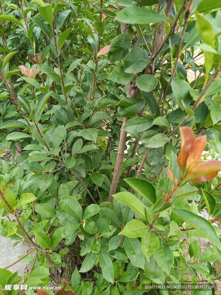 绿叶间的橙色花朵
