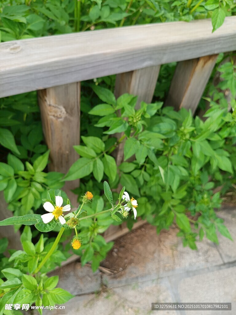 木栏旁绽放的清新小花