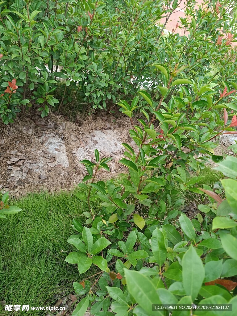 庭院绿植景观一角
