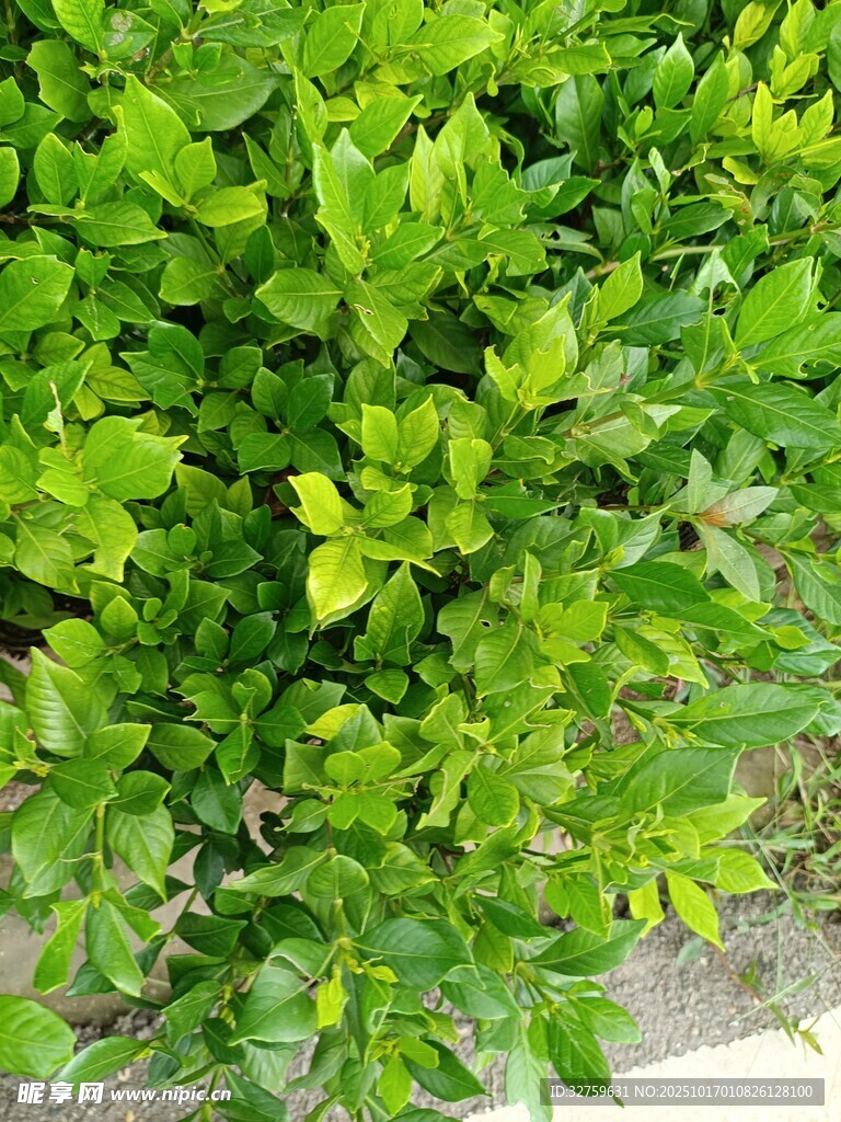 翠绿繁茂的绿叶植物