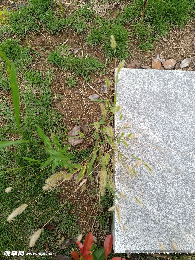 石板旁生长的绿色植物