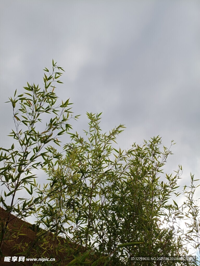阴天中的绿植树梢