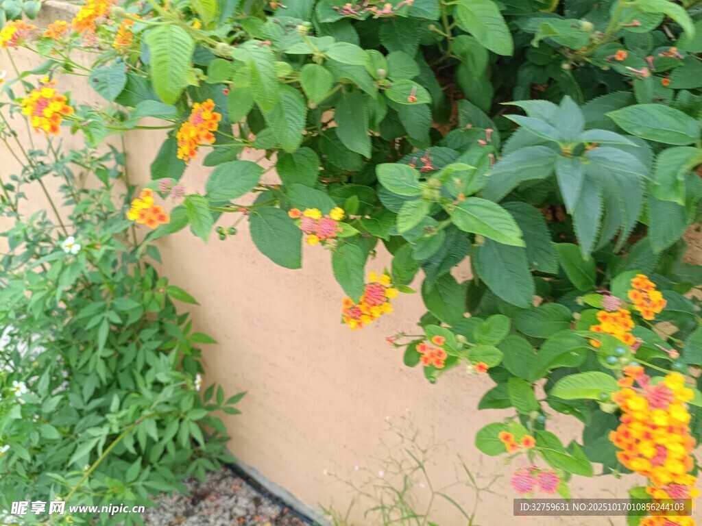 墙边绽放的绚烂橙色小花