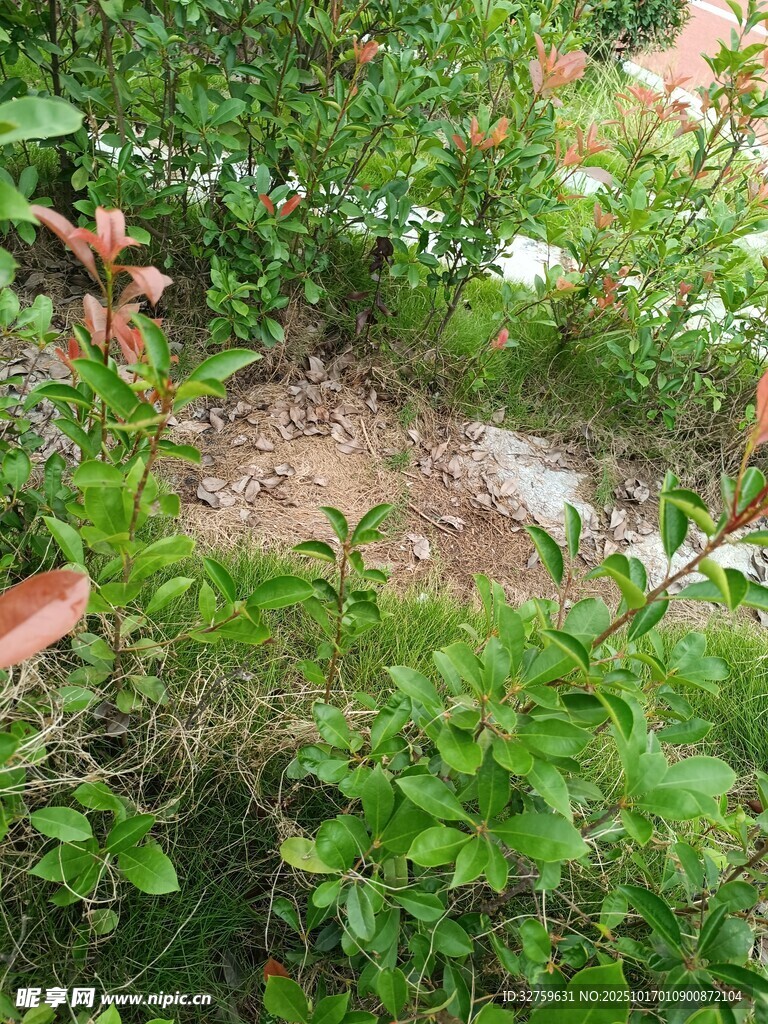 花园中的绿植与裸露土地