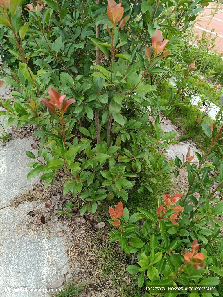 路边绽放的鲜艳花朵