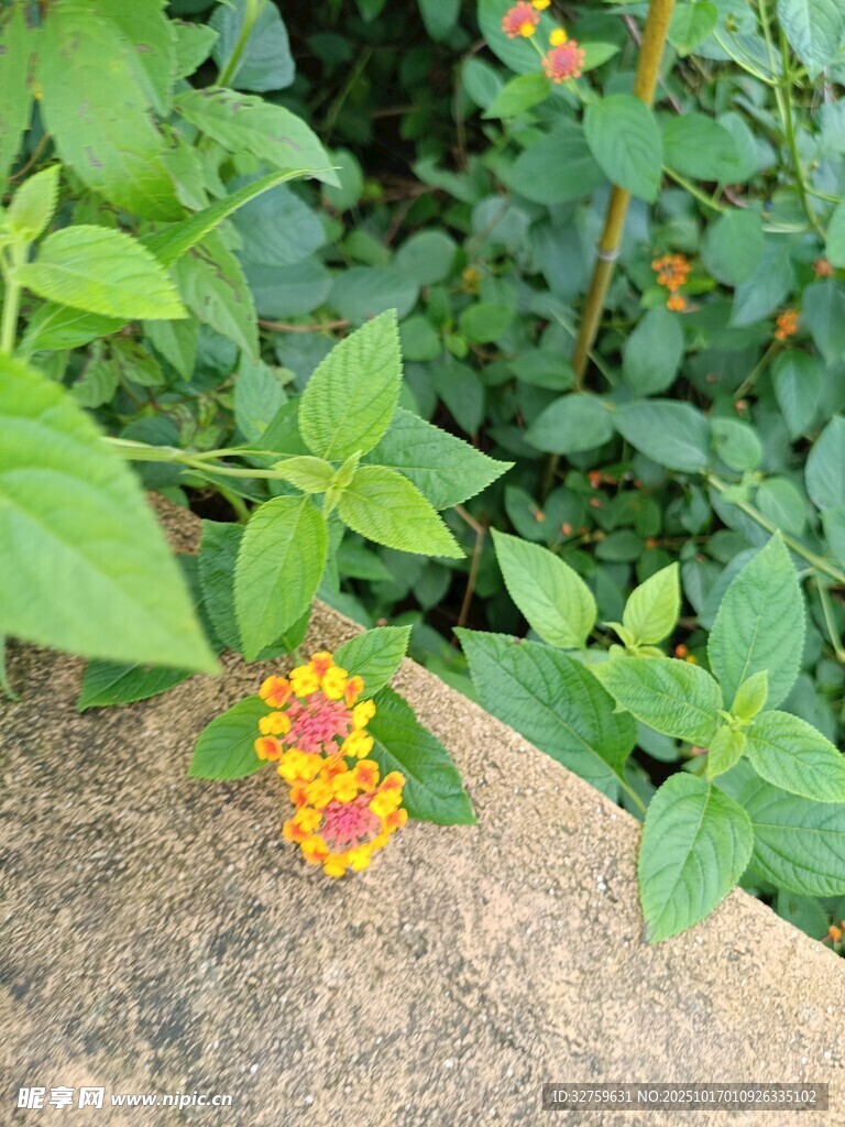 石边多彩小花绽放