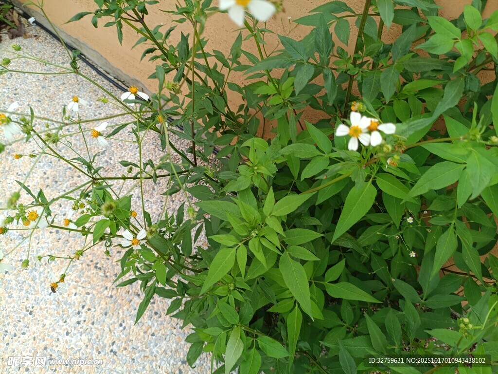墙边绽放的清新小白花