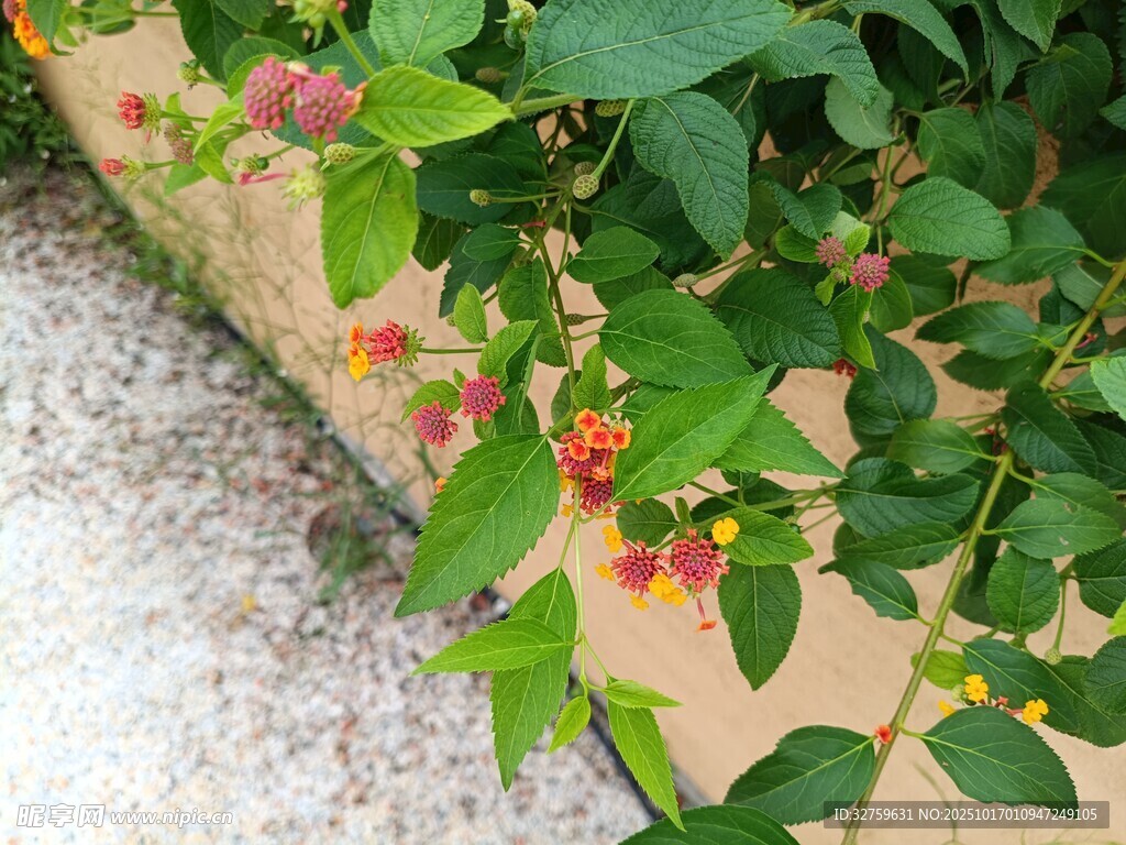 墙边绿植绽放鲜艳小花