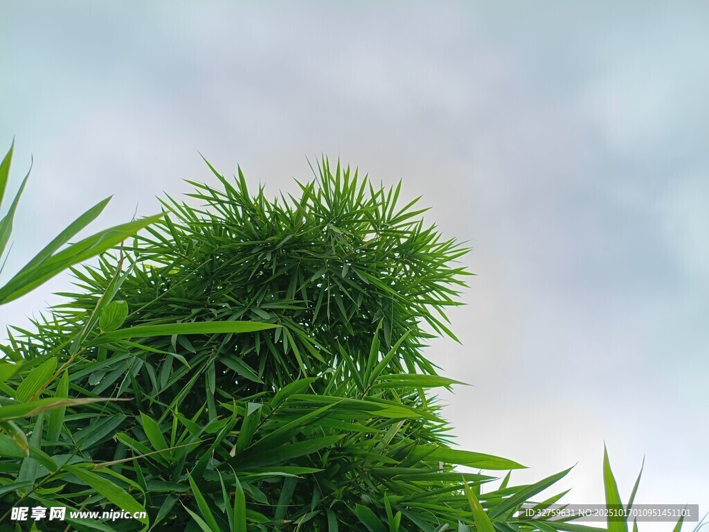 翠绿草丛 