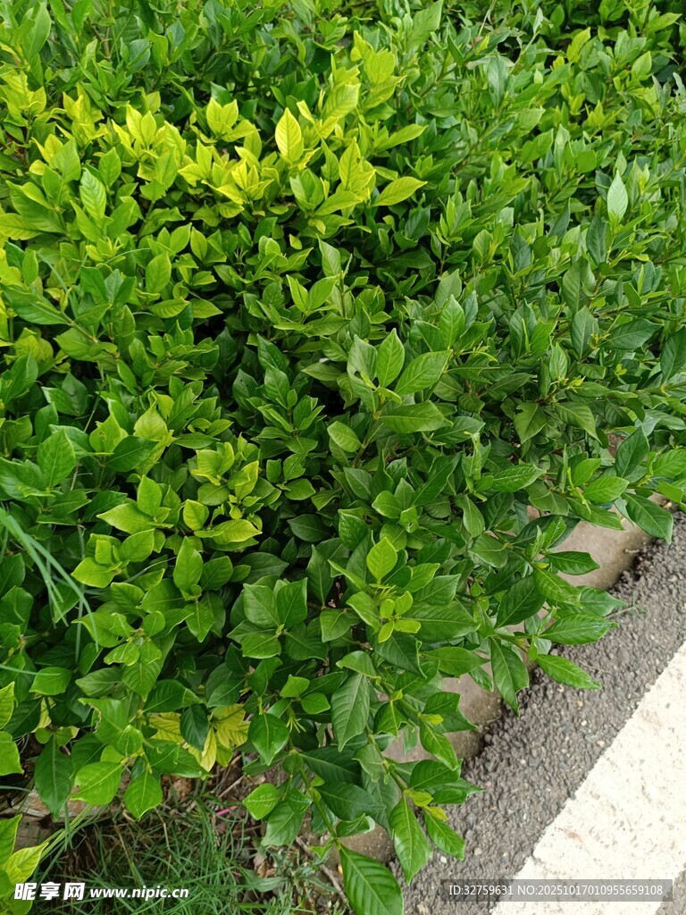 翠绿繁茂的路边灌木丛