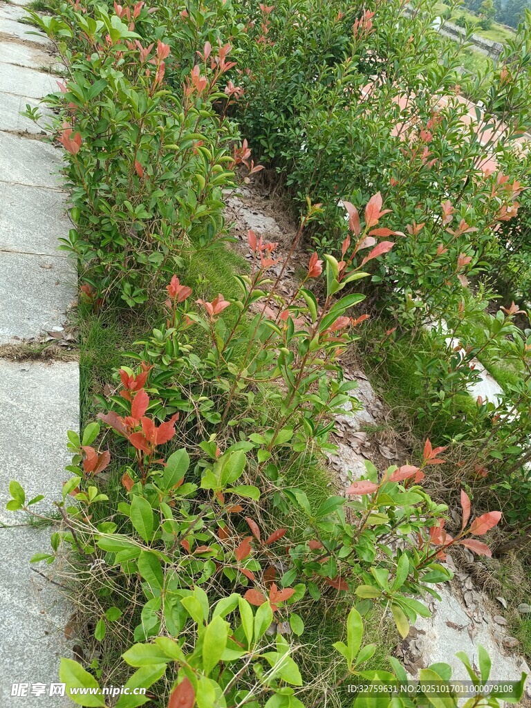 路边绿植与鲜艳花朵景观
