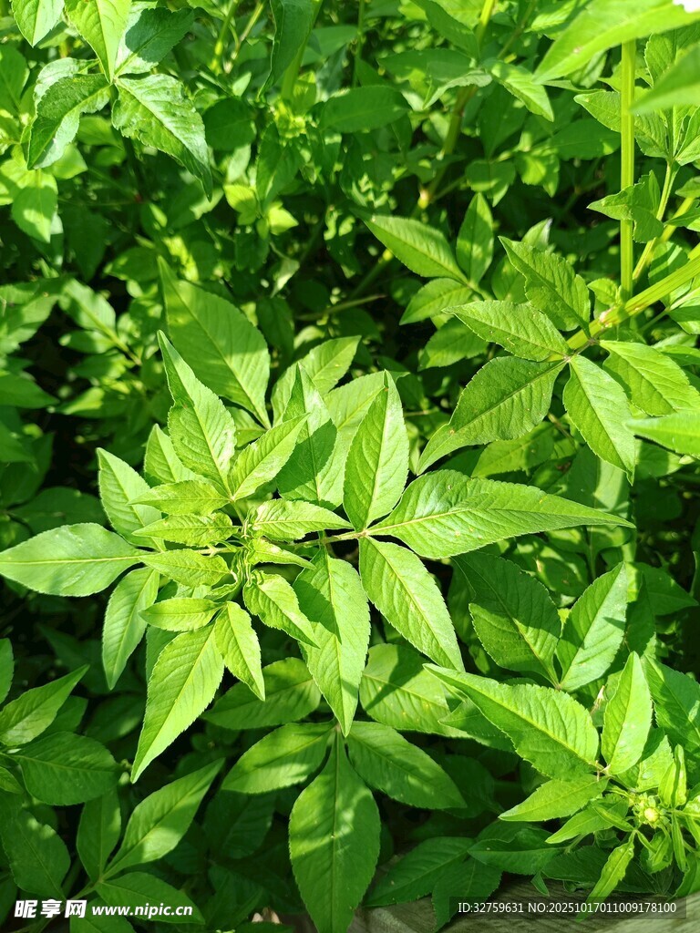 翠绿繁茂的清新植物