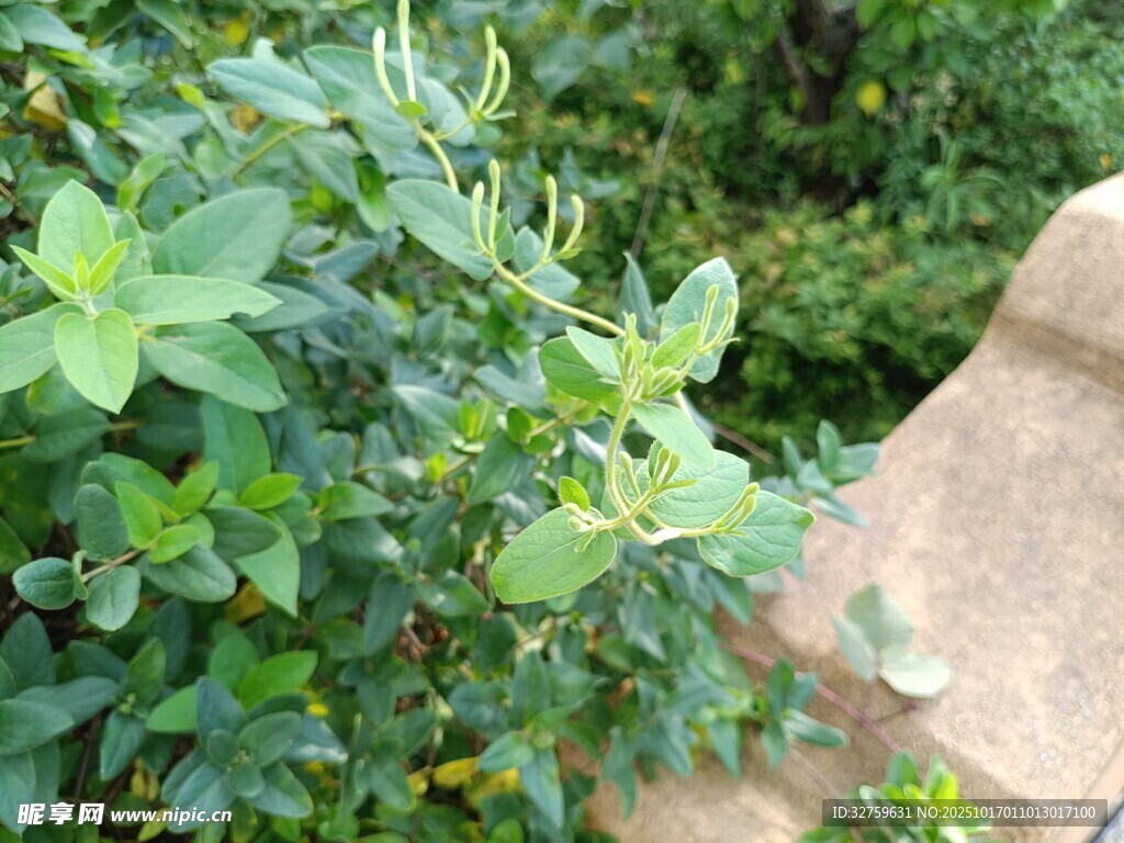 绿叶环绕的石制边缘