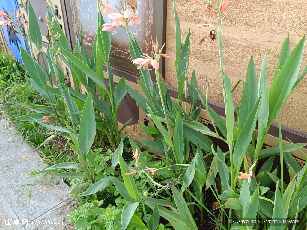 墙边葱郁绿植生机勃勃