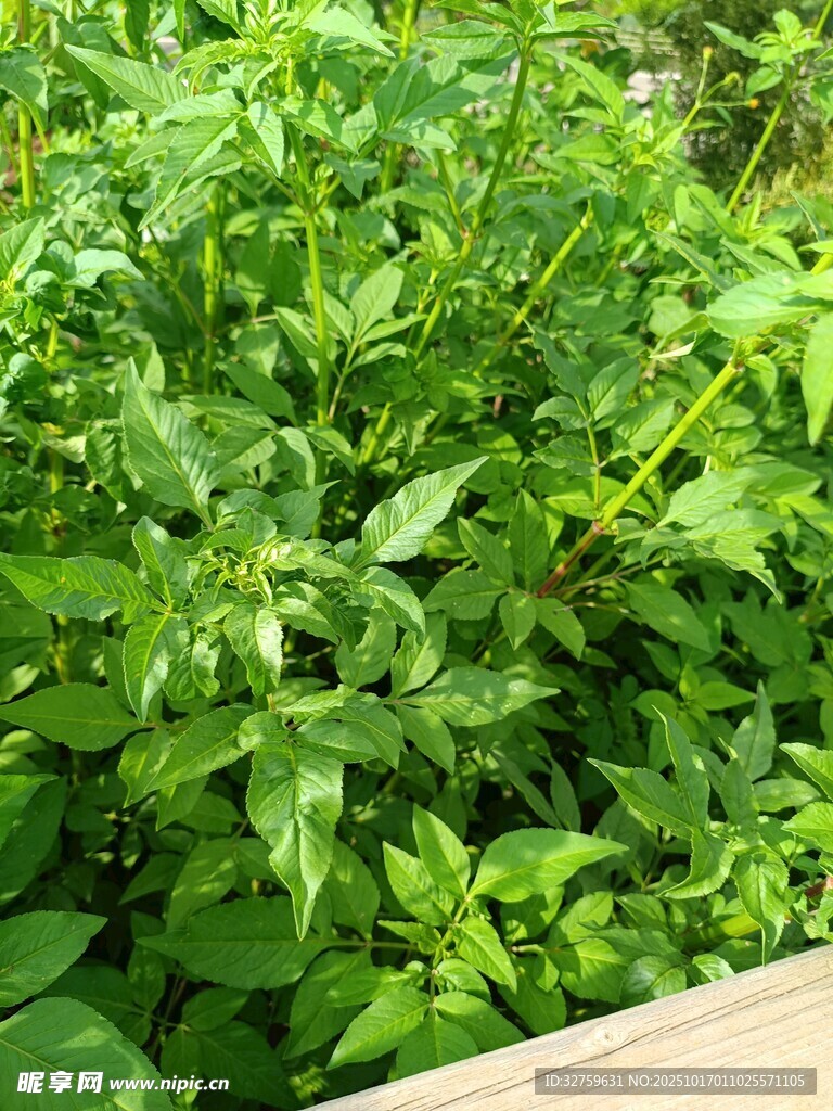 茂盛绿植盆栽