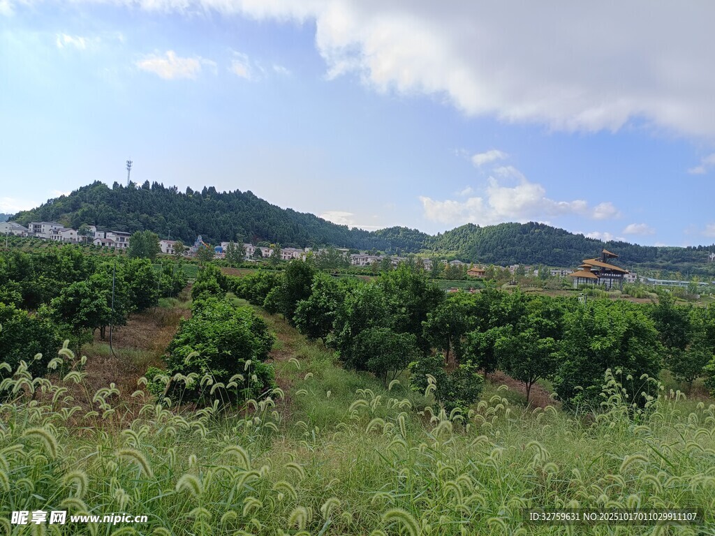 田园山间绿意盎然的果园