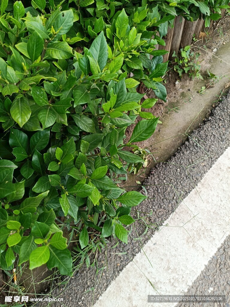 路边翠绿繁茂的灌木丛